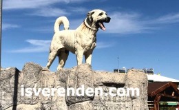 Kangal İş İlanları