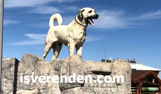 Kangal İş İlanları