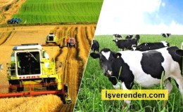 Tarım ve Hayvancılık