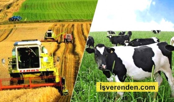 Tarım ve Hayvancılık