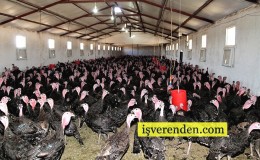 Kümes Hayvancılığı Nedir? Nasıl Yapılır?