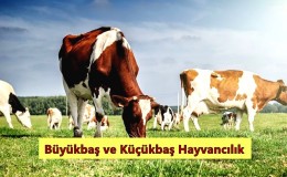 Büyükbaş ve Küçükbaş Hayvancılık