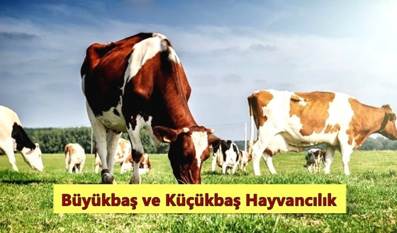 Büyükbaş ve Küçükbaş Hayvancılık