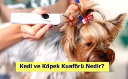 Kedi ve Köpek Kuaförü Nedir? Nasıl Olunur? Ne İş Yapar?